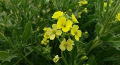 استریج موستموم